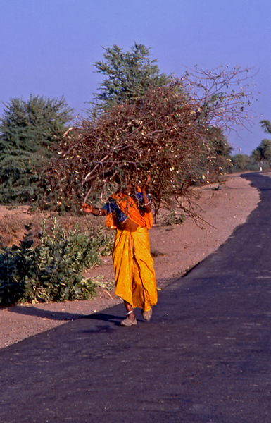India-woman-carrying-a-load-of-brush